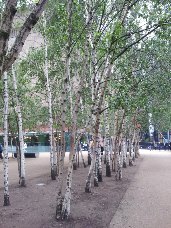 Silver Birches at the Tate Modern